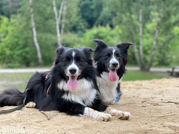 wandern mit kind und hund in der veluwe