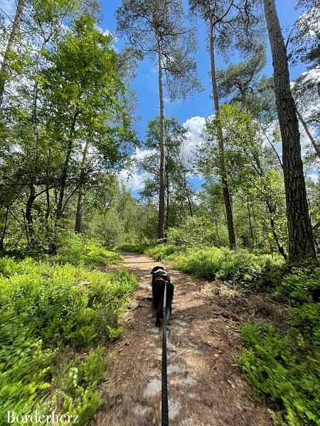 wandern mit kind und hund in der veluwe