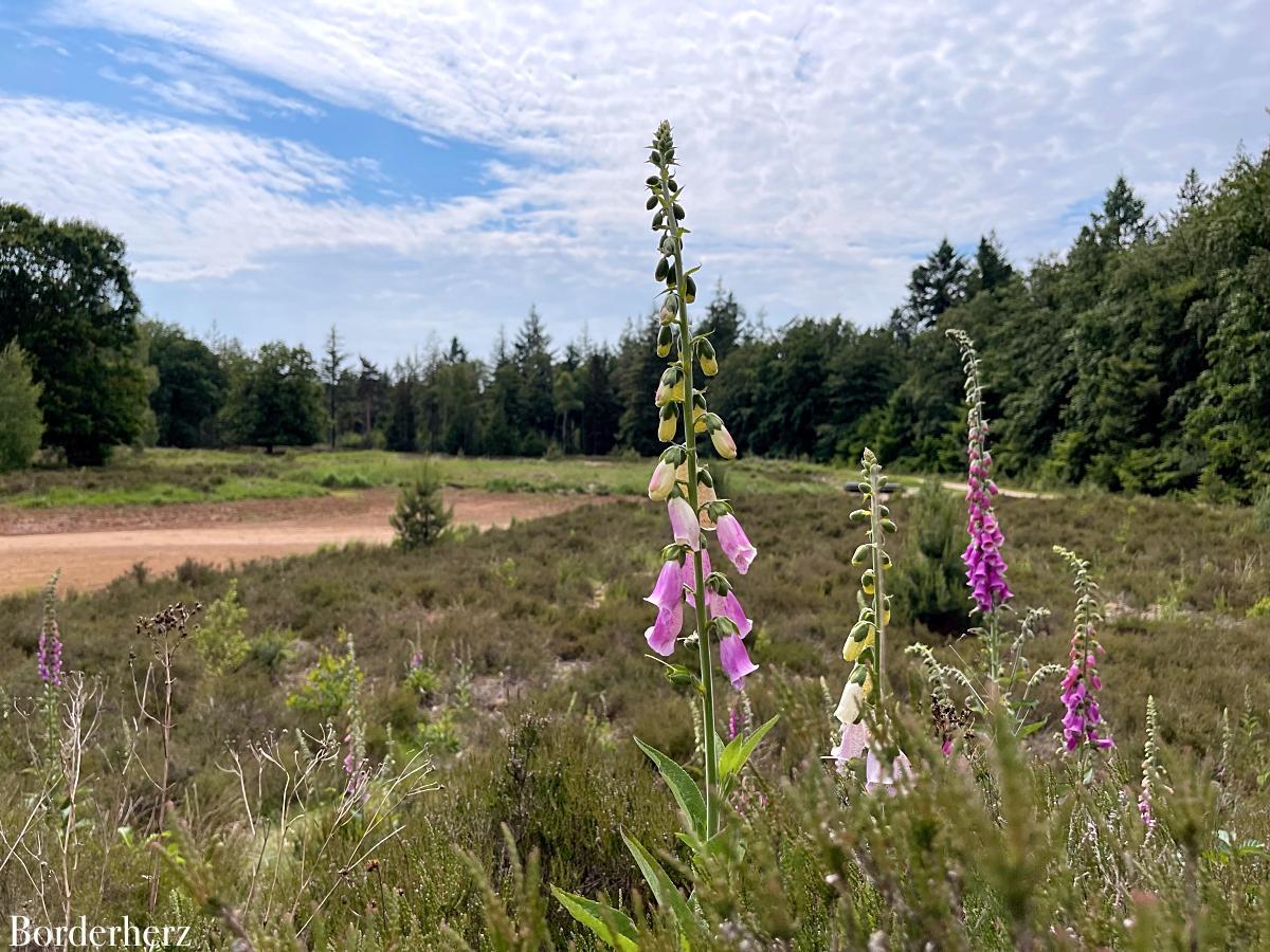 wandern mit kind und hund in der veluwe