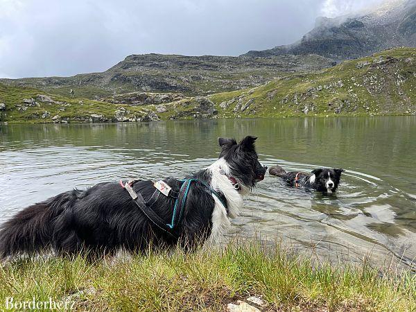 Bergwandern mit Hund