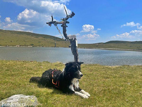 Bergwandern mit Hund