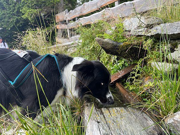 Bergwandern mit Hund