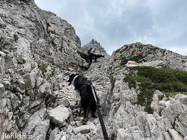 Bergwandern mit Hund