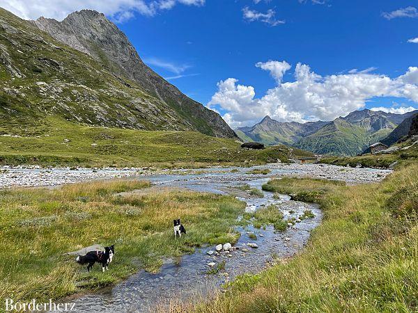 Bergwandern mit Hund