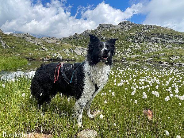 Bergwandern mit Hund