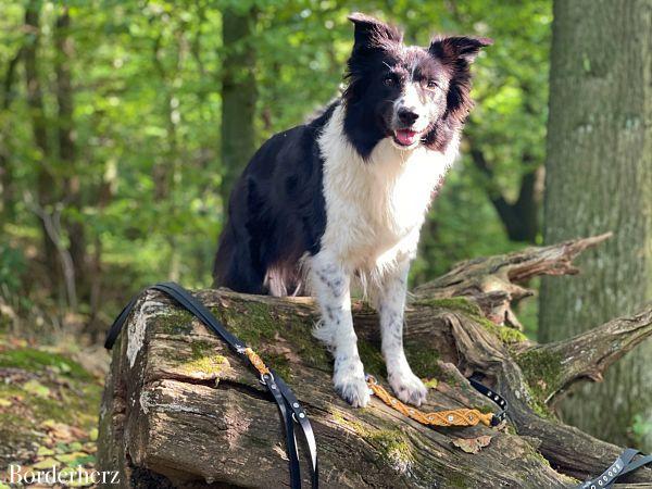 edle Hundehalsbänder