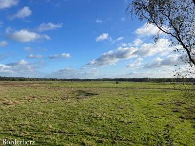 Dingdener Heide Märchenwald