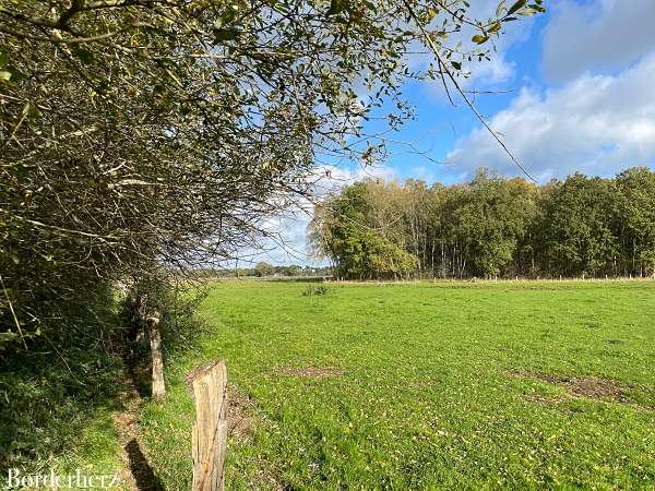 Dingdener Heide Märchenwald