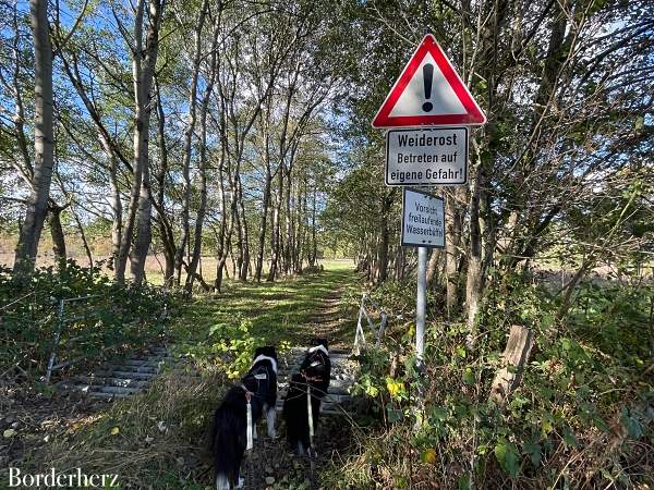 Dingdener Heide Märchenwald