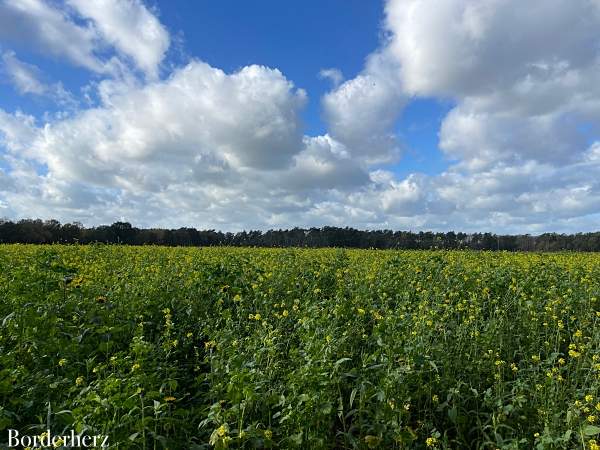 Dingdener Heide Märchenwald