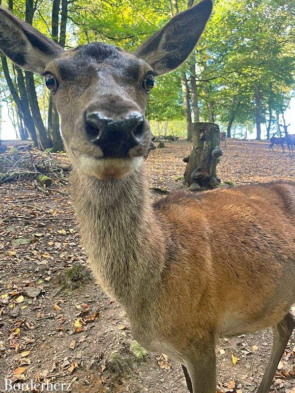 111 Orte im Sauerland Mesekendahl