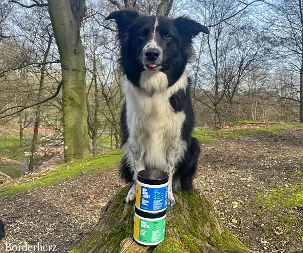 gesunde hundesnacks