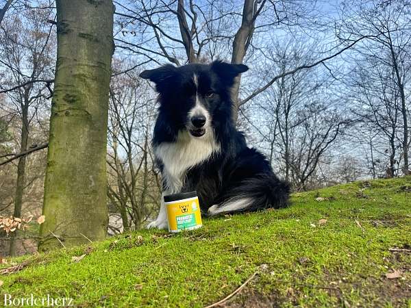 gesunde hundesnacks