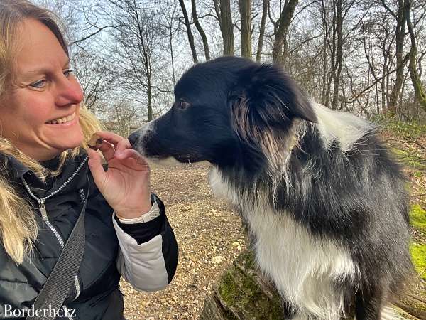 gesunde hundesnacks