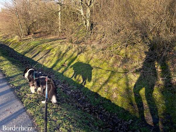 gesunde hundesnacks