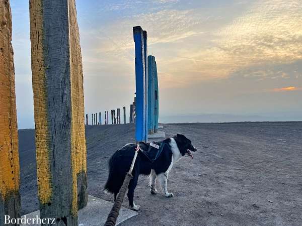 gesunde hundesnacks