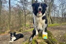 gesunde hundesnacks