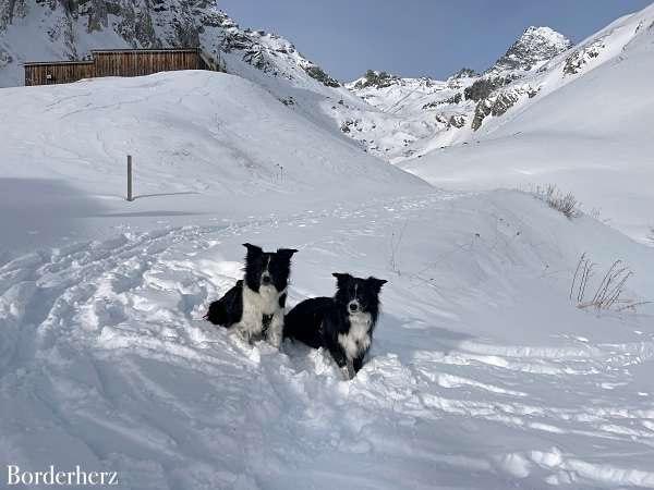 Naturkosmetik für Hunde