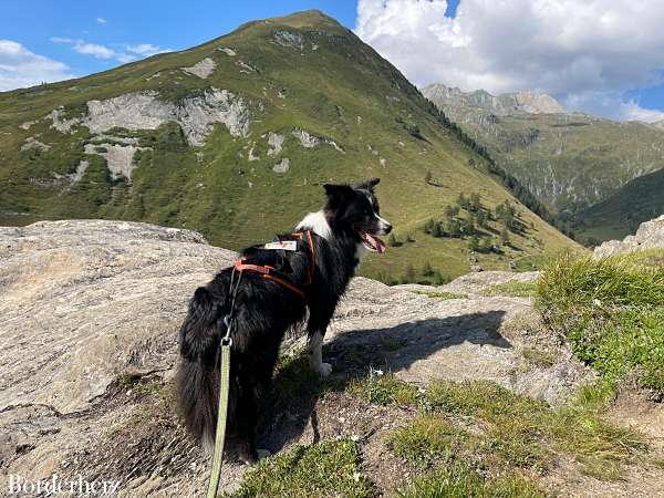 Naturkosmetik für Hunde