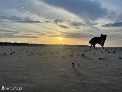 Zeeland mit Hund