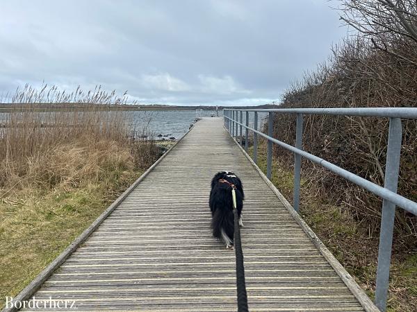 Zeeland mit Hund