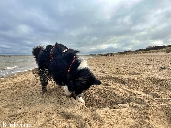 Zeeland mit Hund