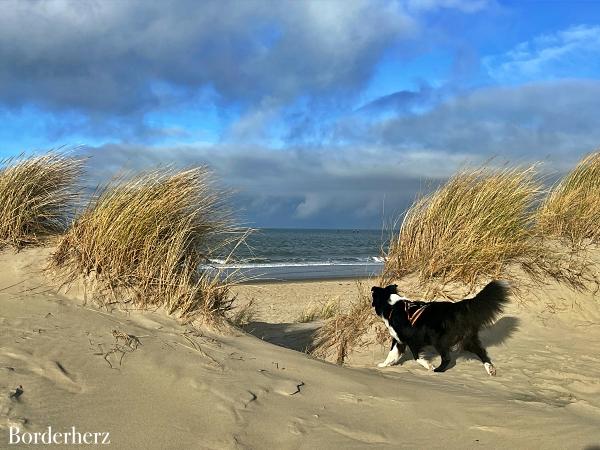 Zeeland mit Hund