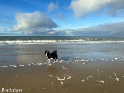 Zeeland mit Hund