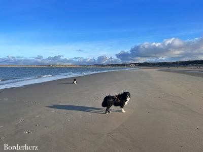 Zeeland mit Hund