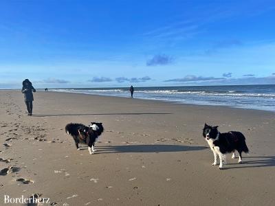 Zeeland mit Hund