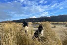 Zeeland mit Hund