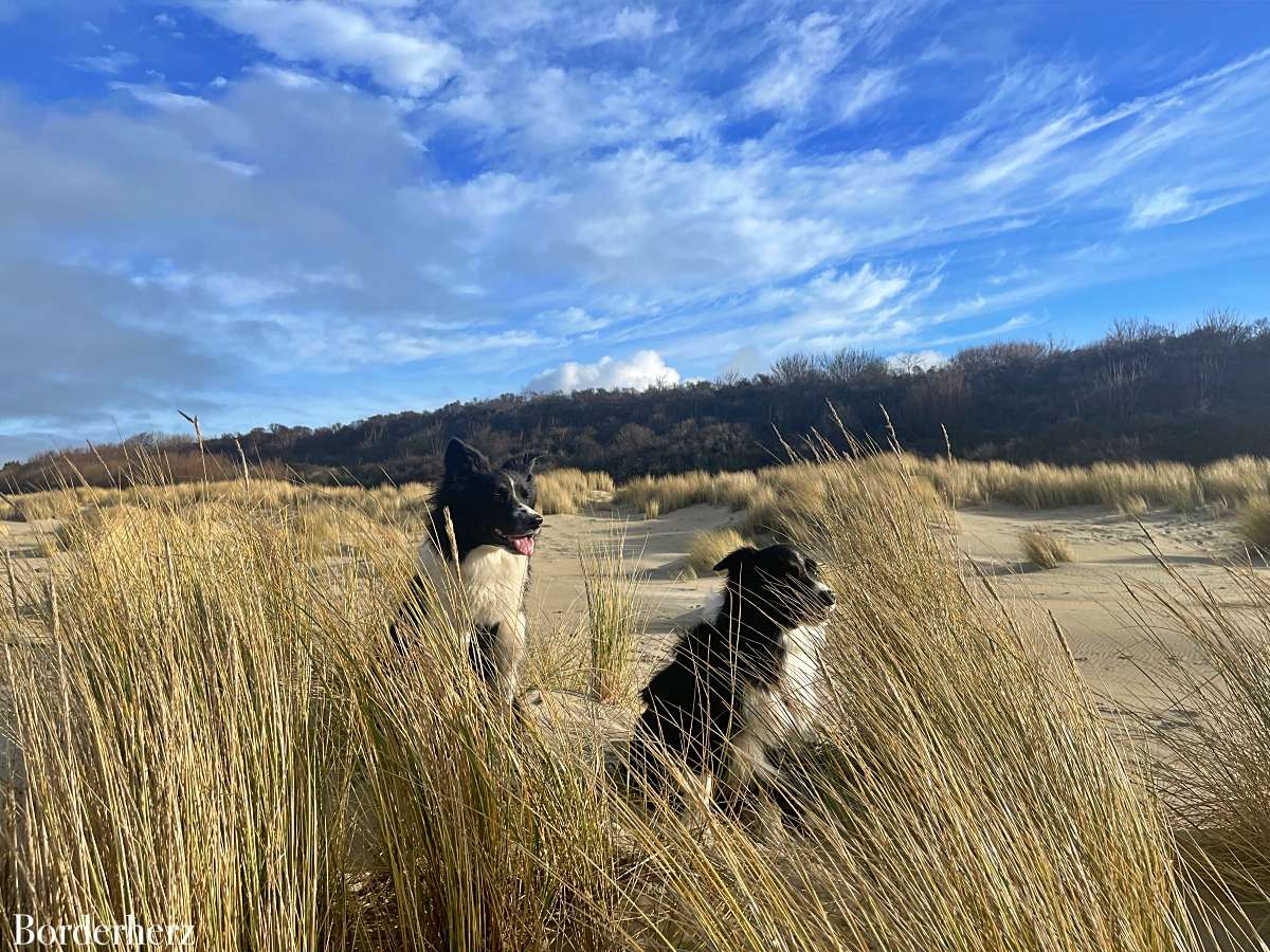 Zeeland mit Hund