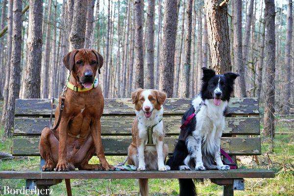 Achtsamkeitswanderung mit Hund