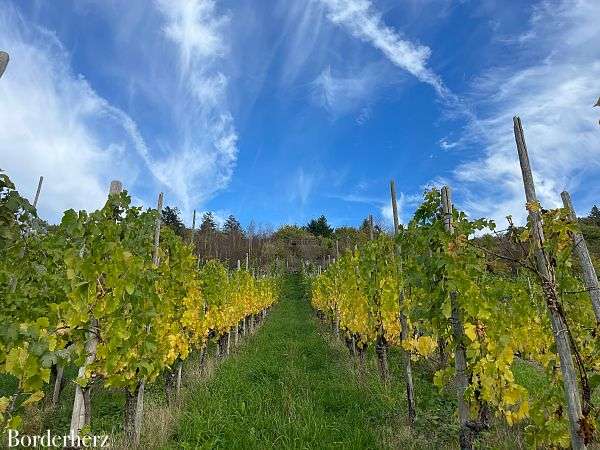 Wanderweg der Lieder Enkirch Mosel