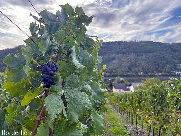 Wanderweg der Lieder Enkirch Mosel