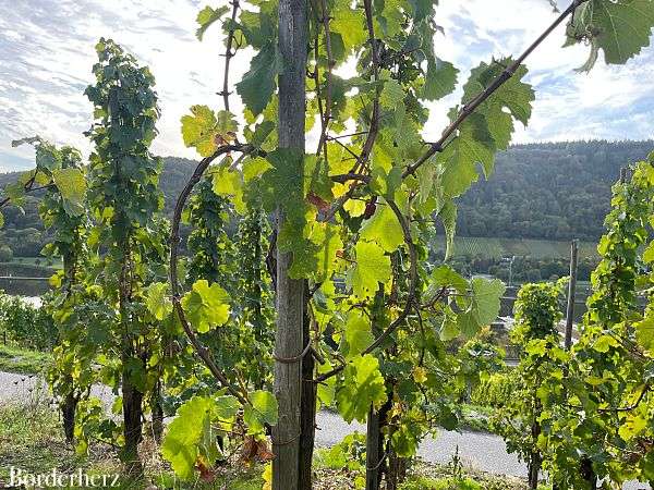 Wanderweg der Lieder Enkirch Mosel