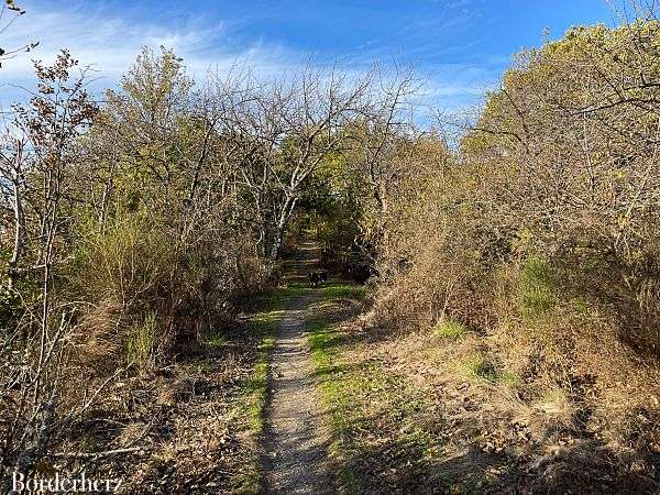 Wanderweg der Lieder Enkirch Mosel