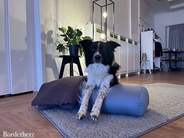 Yoga mit Hund