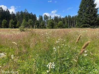 Hochmoor Mecklenbruch