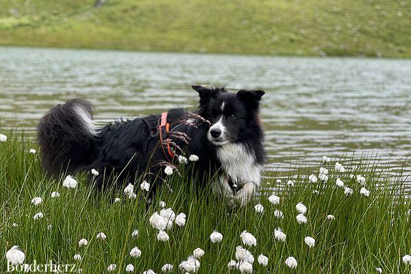 Hundefreundliche Hüttentour Zupalseehütte