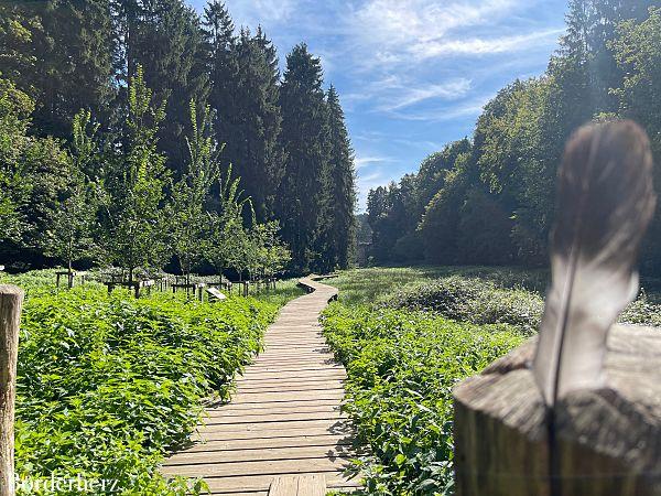 Wanderungen in der Eifel mit Hund