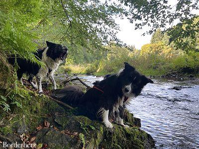 Wandern in der Eifel mit Hund