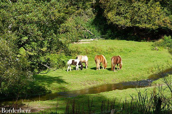 Wandern in der Eifel mit Hund