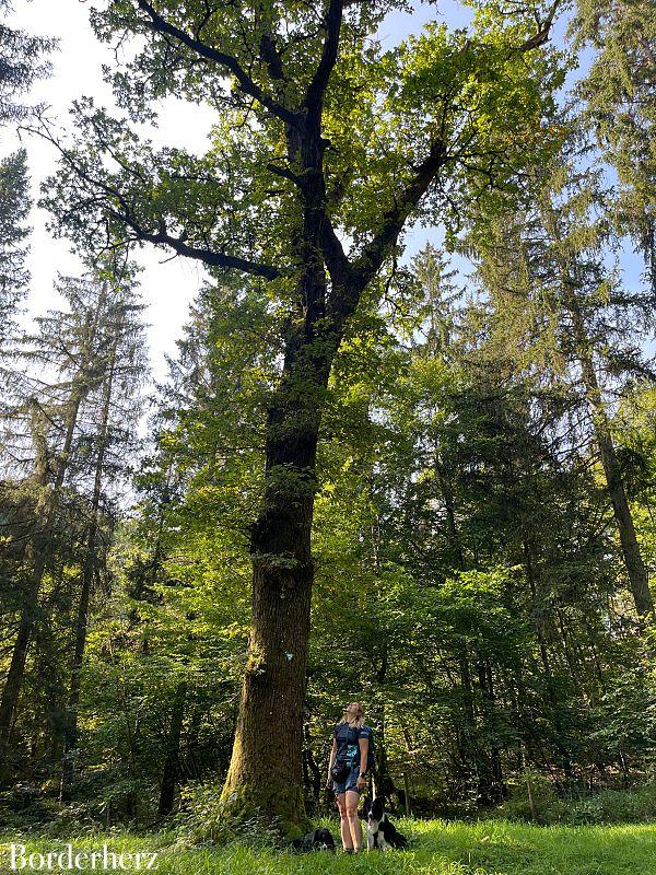 Wanderungen in der Eifel mit Hund