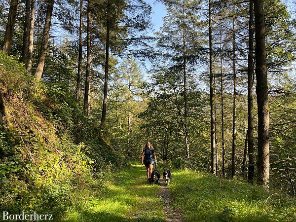 Wanderungen in der Eifel mit Hund