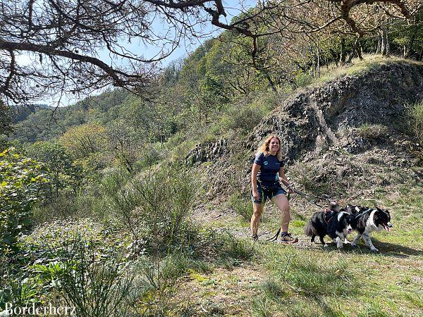 Wanderungen in der Eifel mit Hund