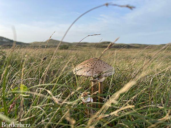 Wandern auf Texel