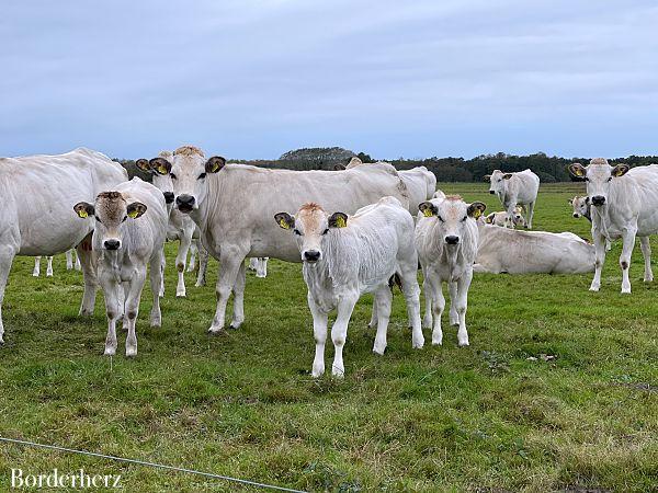 Wandern auf Texel