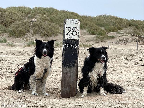 Texel mit Hund