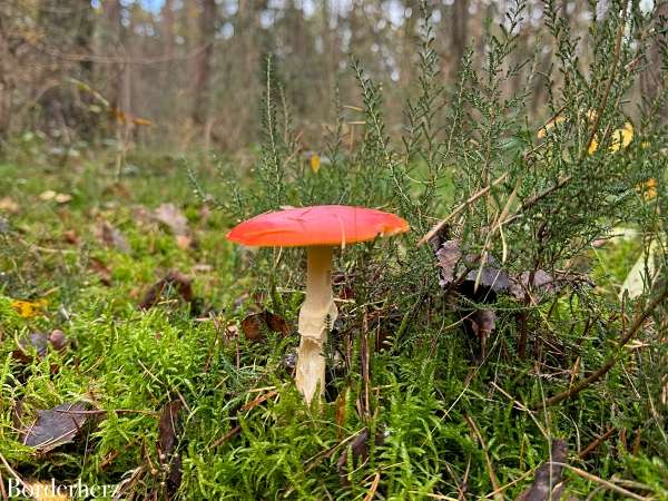 Wandern auf dem Hohe Mark Steig